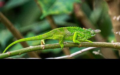 Chameleon v pohoří Usambara