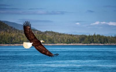 AdobeStock_303234192_USA_eagle