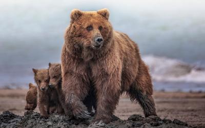 AdobeStock_461542698_USA_bear