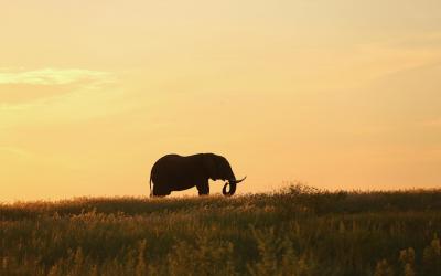 Zimbabwe | Matusadona NP - Elephant
