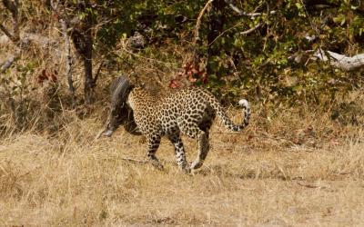 Zimbabwe | Matusadona NP - Leopard with prey