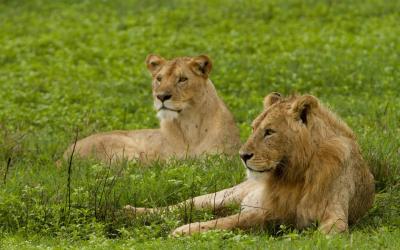 Zimbabwe | Matusadona NP - Lions