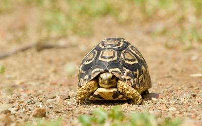 Zimbabwe | Matusadona NP - Tortoise
