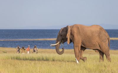 Matusadona NP - Walking safari