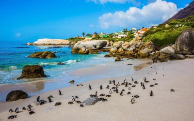 Jižní Afrika | Simons Town - Boulder Beach