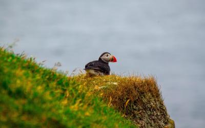 puffin