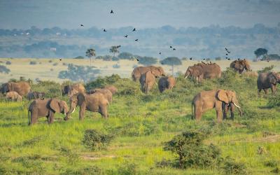  Murchison Falls National Park | Uganda
