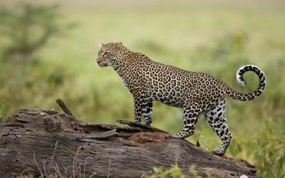 Leopard-Lake-Nakuru-