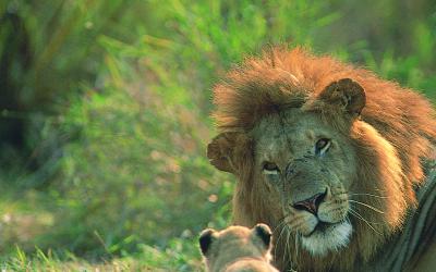 lion