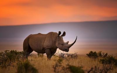 Ol Pejeta Conservancy