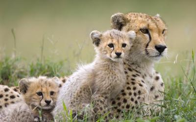Masai Mara National Reserve | Keňa