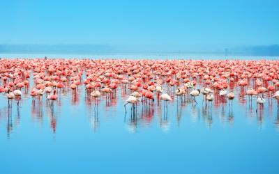 Plaměňáci Lake Nakuru NP | Keňa
