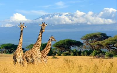 NP Amboseli | Žirafy v Amboseli