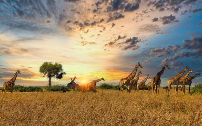 Serengeti National Park | Tanzánie