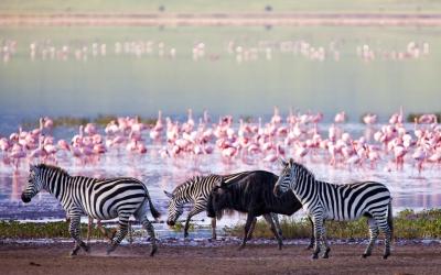 Ngorongoro Conservation Area
 | Tanzánie