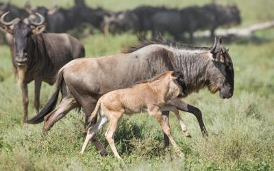 Pakoně na pláních Ndutu | Tanzanie