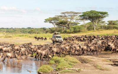 Pakoně na pláních Ndutu | Tanzanie