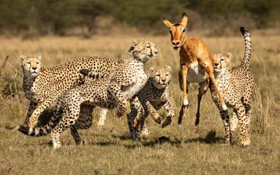 Masai Mara National Reserve | Keňa