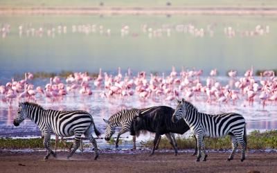 Ngorongoro Conservation Area | Tanzanie