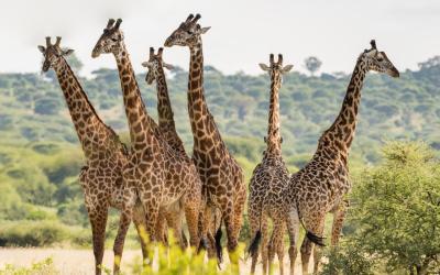 Tarangire National Park | Tanzanie