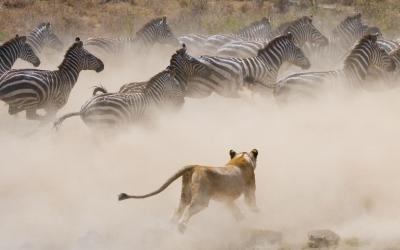 Serengeti National Park | Tanzanie