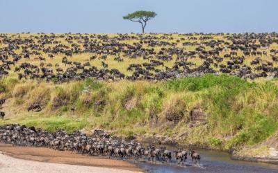 Pakoně na pláních Ndutu | Tanzanie