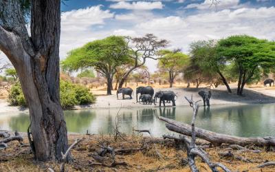 Tarangire National Park | Tanzanie