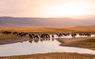 Ngorongoro Conservation Area | Tanzanie