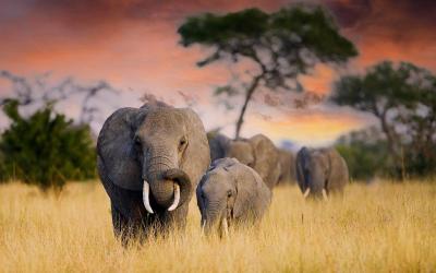 Tarangire National Park | Tanzanie