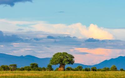 Tarangire National Park | Tanzanie