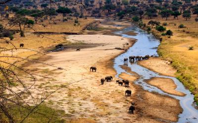 Tarangire National Park | Tanzanie