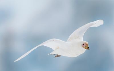 Štítonos světlezobý