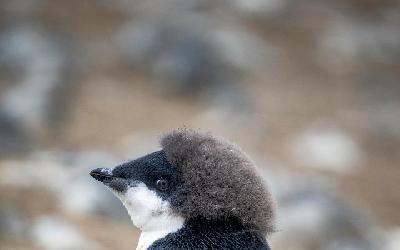 Přepeřující mládě tučňáka