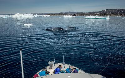 Velrybí safari | Visit Greenland
