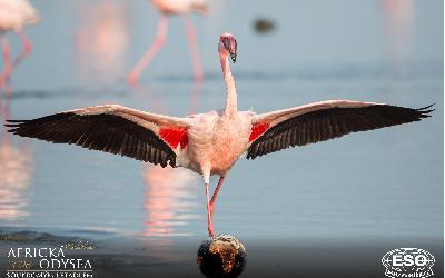 AfrickaOdysea2026_44