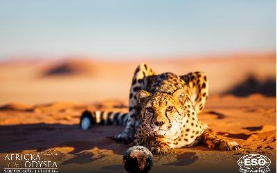 AfrickaOdysea2026_53