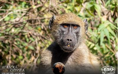 AfrickaOdysea2026_56