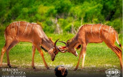 AfrickaOdysea2026_59