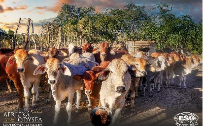 AfrickaOdysea2026_60