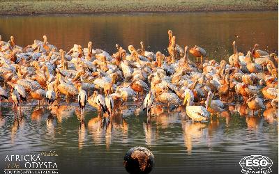 AfrickaOdysea2026_69