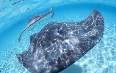 Francúzska Polynézia |   