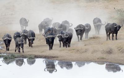 Buvoli v NP Masai Mara