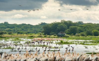 Jezero Manyara | Tanzanie