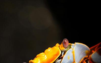 pexels-imanash593-19859076