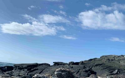 pexels-natalia-gomez-gilser-356971085-14300630