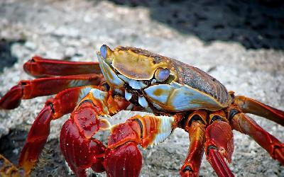 crab-298346_1920
