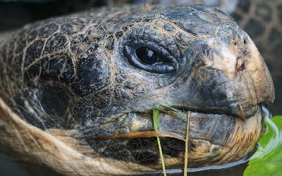 giant-tortoise-1467056_1920