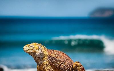 iguana-3500924_1920