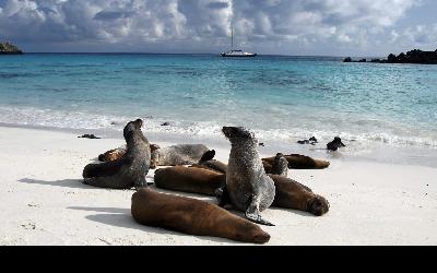 sea-lion-galapagos-island