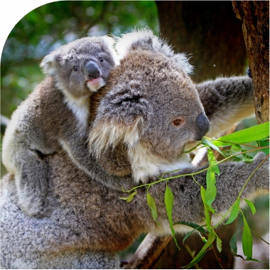 Austrálie